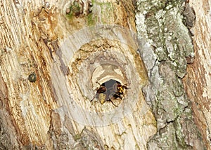 European hornets vespa crabro