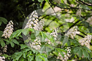 European horse chestnut tree