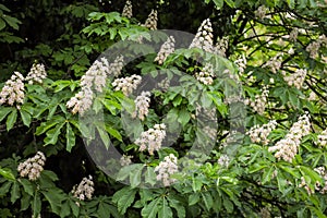 European horse chestnut tree