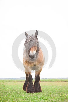 European horsed