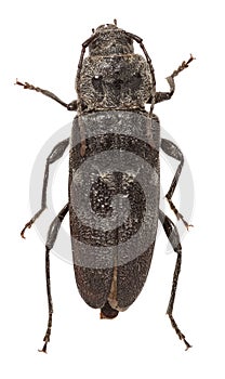 European House Borer on white Background