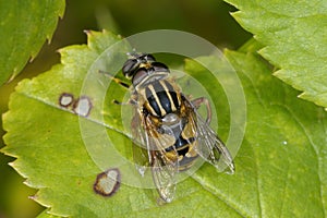 European hoverfly, helophilus pendulus