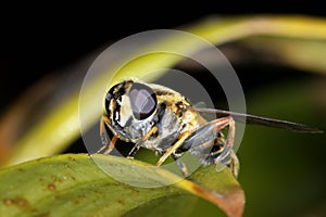 European hoverfly, helophilus pendulus