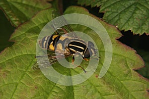 European hoverfly (Helophilus trivittatus)