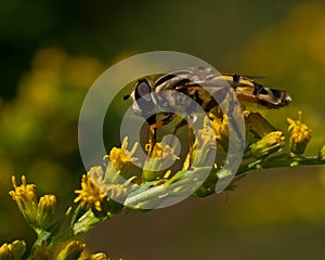 European hoverfly, Helophilus trivittatus