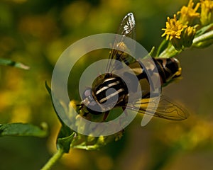 European hoverfly, Helophilus trivittatus