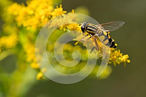 European hoverfly, Helophilus trivittatus on a golden rod flower