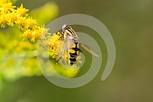 European hoverfly, Helophilus trivittatus on a golden rod flower