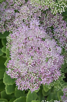 Common Hylotelephium spectabile, pink flowers in close-up photo