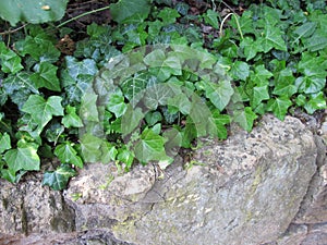 European ivy tendrils on a stone wall