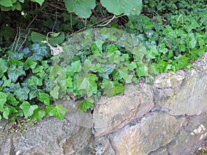 European ivy tendrils on a stone wall