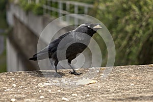 European jackdaw eating roll