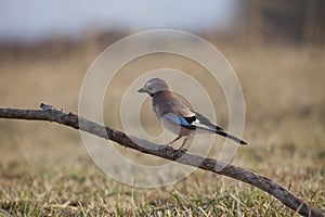 European jay (Garrulus glandarius)