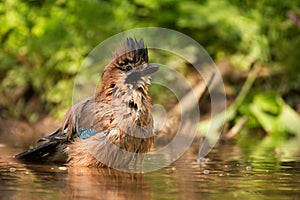 European jay Garrulus glandarius taking bath