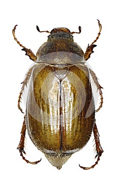 European June Beetle on white Background