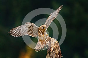 European kestrel, Falco tinnunculus, landing on old rotten trunk. Female of bird of prey with widely spread wings in flight.