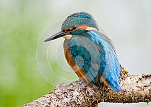 European Kingfisher