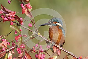 European kingfisher, Alcedo atthis