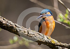 European kingfisher, a bright coloured bird sitting on a branch