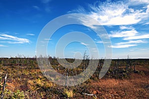 European langs Belorussian big swamp near Minsk photo