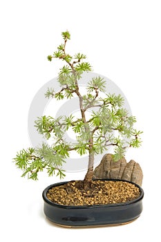 European larch