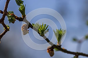 European larch during the appearance of the first needles in spring
