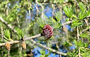 European larch foliage and cones