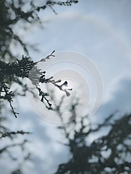 European larch green branch. backlit shot.