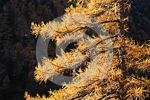 European larch Larix decidua yellow branches, sun lit in Bucegi moutnains Carpathians, Romania, late autumn photo