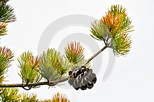 European Larch Pine Tree with Pinecone