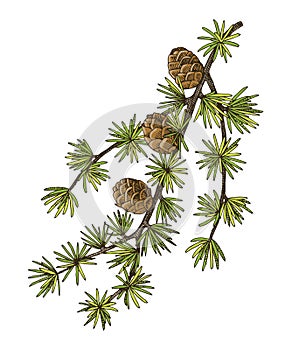 European larch tree branch vector