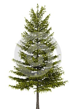 European larch tree isolated on white