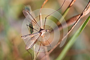 European Large Crane Fly, Tipula maxima