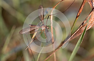 European Large Crane Fly, Tipula maxima photo
