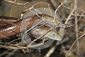 European legless lizard photo