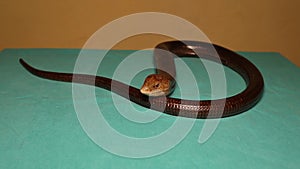 European legless lizard at the examination table at a vet clinic. Not a snake