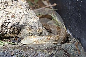 European legless lizard (Pseudopus apodos)