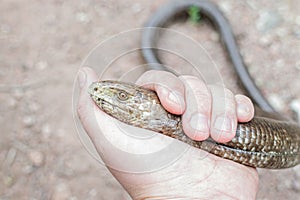 European legless lizard, Pseudopus apodus apodus, Sheltopusik