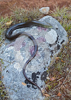 European legless lizard Pseudopus apodus in Paklenica Croatia