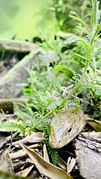 European legless lizard or Scheltopusik.