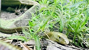 European legless lizard , The sheltopusik can reach a length of 135 cm