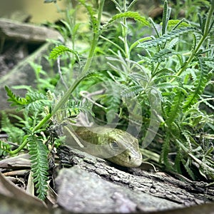 European legless lizard , sheltopusik (Pseudopus apodus), Pallas\'s glass lizard. Square photo image.