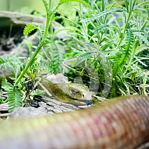 European legless lizard , the sheltopusik tends to respond to harassment by hissing, biting, and masking.