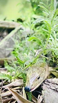 European legless lizard the sheltopusik tends to respond to harassment by hissing, biting, and masking. Vertical photo image.
