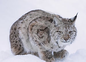 European linx in winter, Norrbotten, Sweden