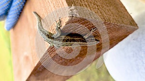 European lizard in sunlight sitting on a bench in Ireland