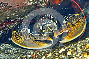 European Lobster, Cabo Cope Puntas del Calnegre Natural Park, Spain photo