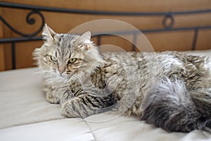 European long hair domestic cat