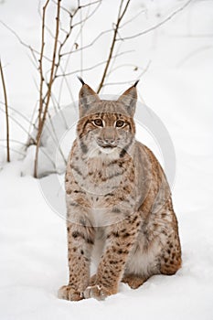 European lynx