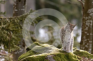 European lynx photo